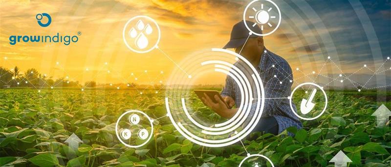Agritech Startup Grow Indigo Raises $10 Million from British International Investment